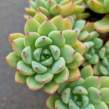 *GLGhybrid(2-93) Echeveria Sierra hybrid 爱斯诺杂