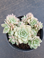 11cm pot Echeveria 'Choco Rose'  粉蝴蝶11cm 盆