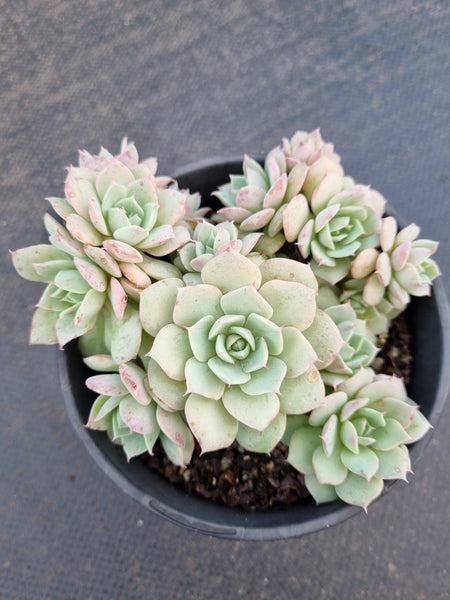 11cm pot Echeveria 'Choco Rose'  粉蝴蝶11cm 盆