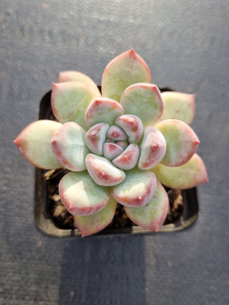 *GLGhybrid(1-341) Pachyveria Elaine hybrid 香水杂