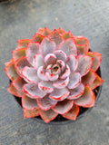 11cm pot Echeveria Hera 赫拉11cm 盆