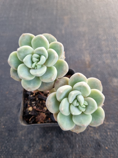 *GLGhybrid(1-673) Graptopetalum Ellen hybrid 艾伦杂