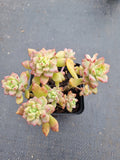 Graptosedum Little Beauty 小美女