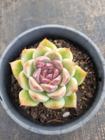 *GLGhybrid(2-278) Echeveria Black Rose hybrid 黑玫瑰杂