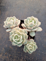 Echeveria Deresina 雪域