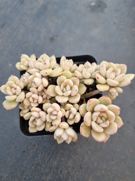 *GLGhybrid(1-1042) Graptopetalum Mendozae hybrid 丸姬杂
