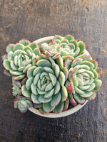 *GLGhybrid(2-273) Echeveria Raspberry ice hybrid 冰莓杂