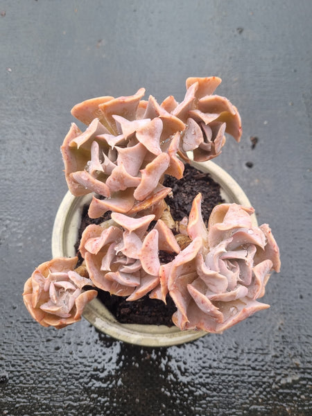 11cm pot Echeveria Swan Lake 天鹅湖11cm盆