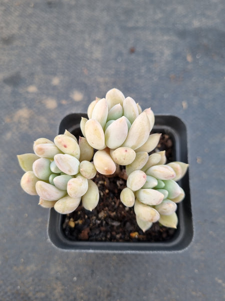 *GLGhybrid(1-1410) Pachyphytum Baby Finger hybrid 婴儿手指杂