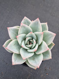 Echeveria white Champaign 白香槟