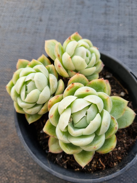 *GLGhybrid (2-55) Echeveria Mexican Snowball hybrid 墨西哥雪球杂