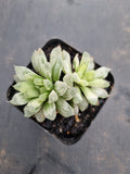 Haworthia Silver Swirls  白斑玉露