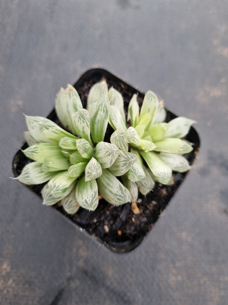 Haworthia Silver Swirls  白斑玉露