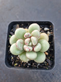 Graptoveria 'Avant-garde' 先锋派