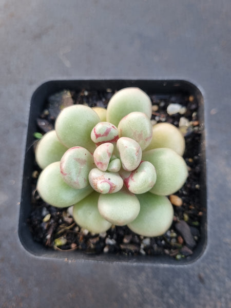Graptoveria 'Avant-garde' 先锋派