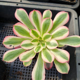 Aeonium 'Medusa' 美杜莎