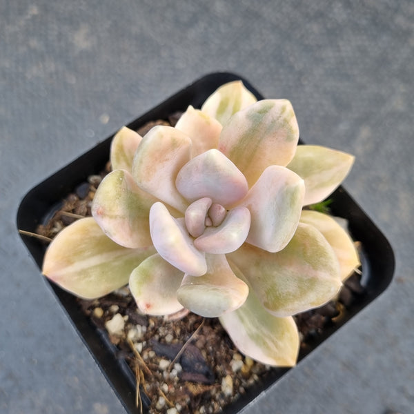 Graptophytum Supreme variegated 冬美人锦