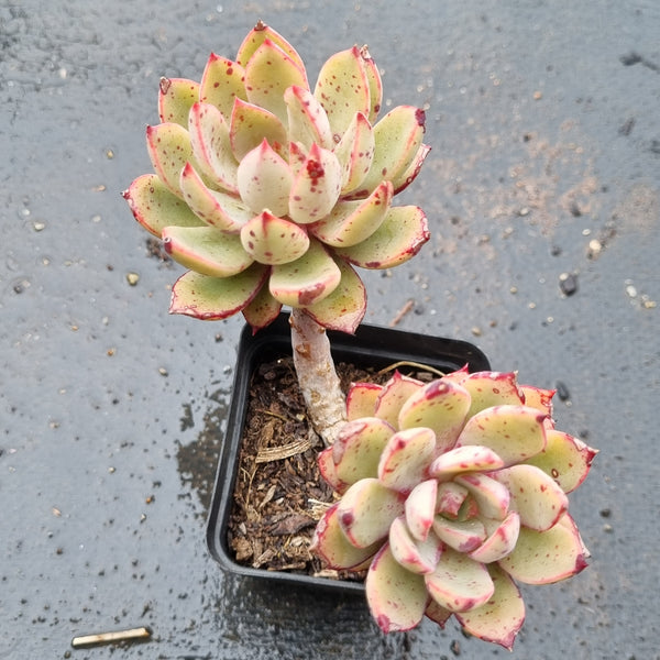 *GLGhybrid(1-1600) Echeveria Puebla hybrid 普埃布拉杂