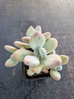 *GLGhybrid(1-685) Pachyphytum hybrid 奶酪杂