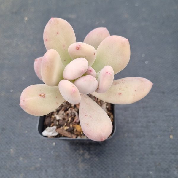 Pachyphytum Pink Tips 青丸