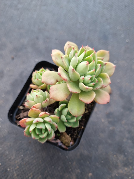*GLGhybrid(1-1020) Echeveria Sierra Hybrid 爱斯诺杂