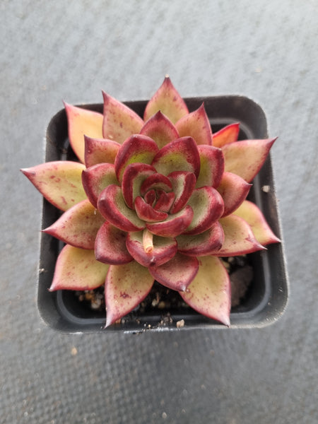 *GLGhybrid(1-1001) Echeveria Romeo hybrid 血罗杂
