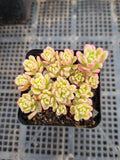Sedum Joyce Tulloch variegated 塔洛克锦