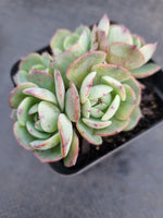 *GLGhybrid(1-961) Echeveria Reglensis hybrid 红颜杂