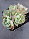 *GLGhybrid(1-961) Echeveria Reglensis hybrid 红颜杂