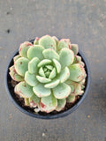 Echeveria Jelly Jam 回声