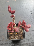 Adromischus Triflorus (Red) 爱心水泡