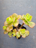 Echeveria Multicaulis 'Ginmei Tennyo' 红梅