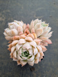 *GLGhybrid(1-853) Echeveria Elegans 'Alba' hybrid 白月影杂