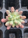 Sedum Pachyphyllum 'Koigokoro' cutting  恋心砍枝