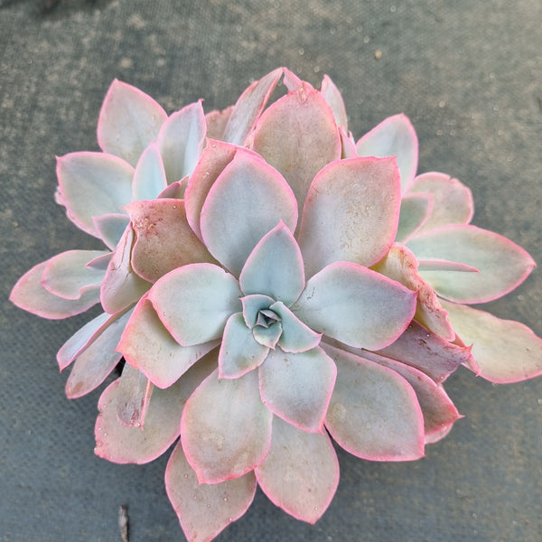 *GLGhybrid(2-390) Echeveria Cante hybrid  广寒宫杂