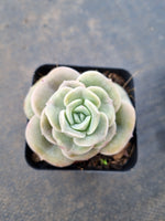 Graptoveria Lovely Rose - wide leaf 大叶可爱玫瑰