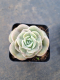 Graptoveria Lovely Rose - wide leaf 大叶可爱玫瑰