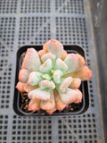 Echeveria New Irish Mint 新爱尔兰薄荷
