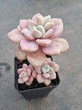 *GLGhybrid(1-777) Graptopetalum Ellen hybrid 艾伦杂