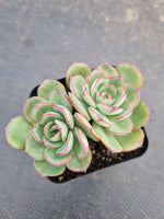 *GLGhybrid(1-930) Echeveria Agavoides 'Santa Lewis' hybrid 圣路易斯杂