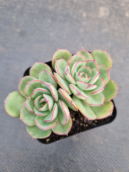 *GLGhybrid(1-930) Echeveria Agavoides 'Santa Lewis' hybrid 圣路易斯杂