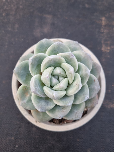 11cm pot Echeveria Ice Green 冰玉11cm盆