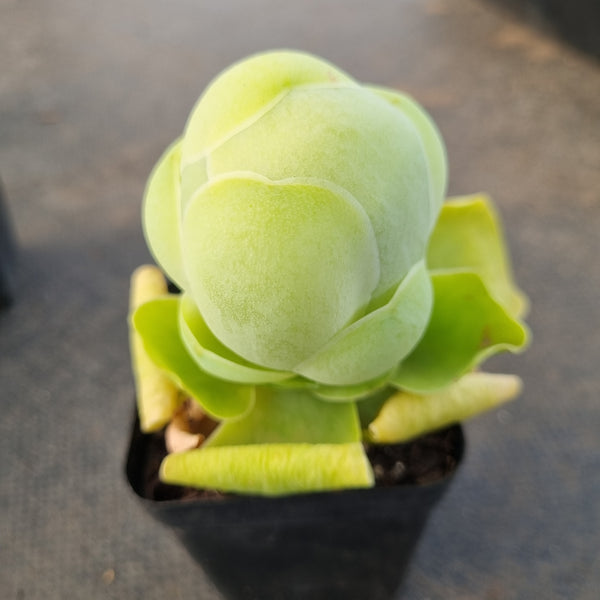 Aeonium diplocyclum var. Gigantea 鸡蛋玫瑰