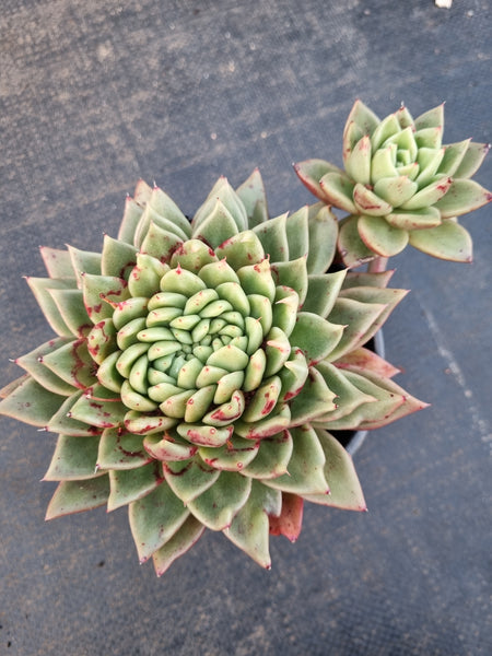 *GLGhybrid(2-361) Echeveria Agavoides hybrid Crested 冬云杂缀化