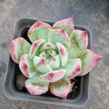 Echeveria Colorata 卡罗拉