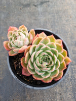 *GLGhybrid (2-240) Echeveria Yanji hybrid 艳姬杂