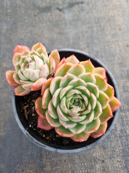 *GLGhybrid (2-240) Echeveria Yanji hybrid 艳姬杂