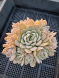 *GLGhybrid(2-3) Echeveria Elegans 'Alba' hybrid 白月影杂