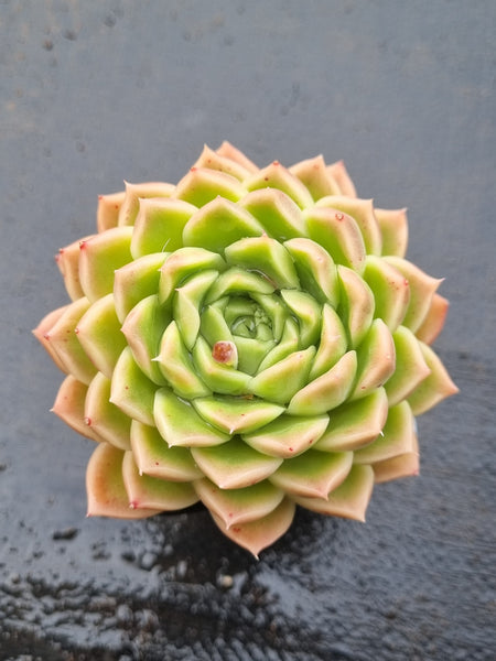 *GLGhybrid(1-1490) Echeveria agavoides Ebony hybrid 乌木杂