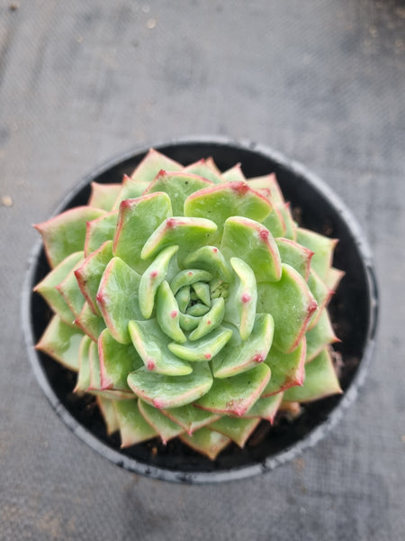 *GLGhybrid(2-364) Echeveria Halbingeri hybrid 海滨格瑞杂